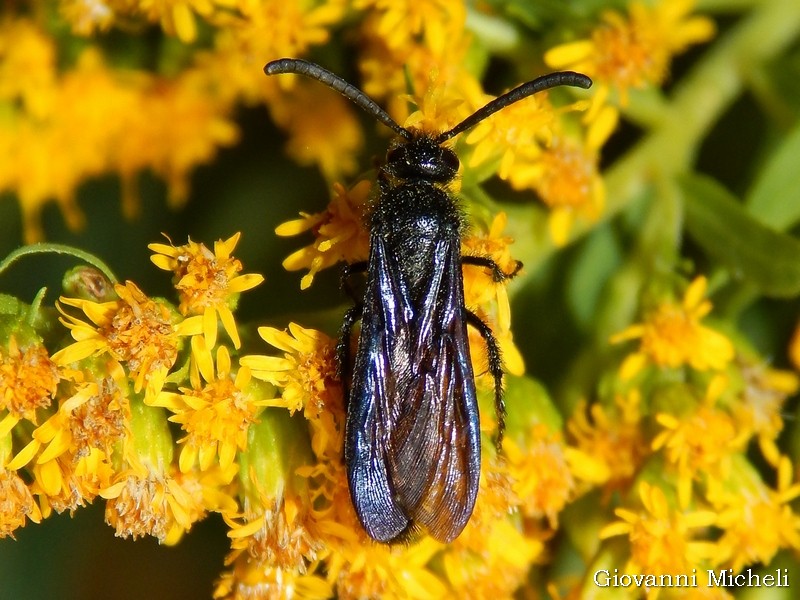 Maschio di Scolia hirta hirta, Scoliidae